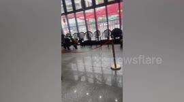 Tibetan brown bear breaks into visitor centre before being driven out