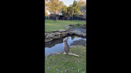 Dancing Kangaroo