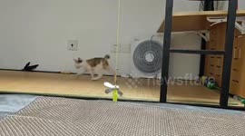 Kitten attempts to jump but ends up plunging on the ground