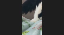 My Cat Has a Cat on His Leg!