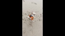 Tiny Dog With Big Personality Dances for Treat