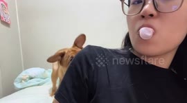 Pet dog loses it with girl blowing bubble gum