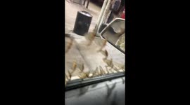 Mass of Mayflies Take Over Gas Station
