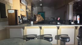 Bear Breaks Into South Lake Tahoe Ice Cream Shop