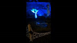 The Spider Forest. Norfolk, Virginia. Halloween