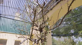 Austria: European Hamster And European Roller Find New Home In Historic Bear Cage