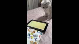 Cat plays mouse chase game on tablet in Anhui, China