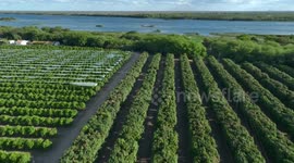 Brazil: Brazilian mango producers fear collapse of exports as U.S. tariffs loom