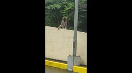 Motorcycle rider feeds stray dog and cat amid rainstorm