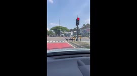 Escaped goats show their brains by using red light to cross road