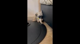 Sleepy pup tries to fight off drowsiness but dozes off on floor