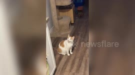 Cat not used to seeing men freezes in shock at owner's friend’s visit