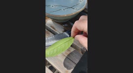 Knife maker effortlessly cuts floating leaf in half with incredibly sharp blade