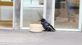 A cheeky Blackbird is helping itself to water at a cafe in London the water left out for dogs is now his regular watering hole