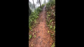 Baby goat leads hiker along narrow mountain trail during rain