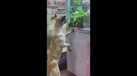 Stray dog receives first-ever toy after arcade visitor wins it on claw machine