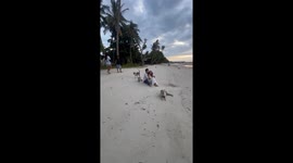 Stray dogs photobomb couple's pre-wedding beach photoshoot