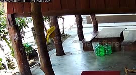 Pet dog caught on CCTV stealing family's rice cooker
