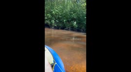 Spider pulls off a speedy walk on water in Hamilton, New Jersey, USA