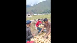Onion harvest turns into a funny moment in Bailadores, Venezuela