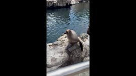 Sea lion