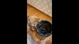 Playful cats turn trash can into hide-and-seek spot in Jiangsu, China