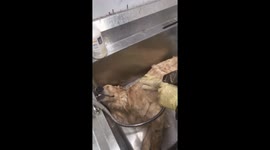 Dog enjoys a relaxing shower in Heilongjiang, China