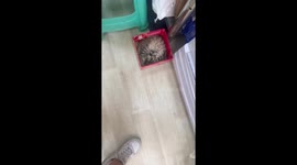 Fluffy tabby kitten snug inside a red box in Zigong, China