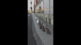 Swans walk in line to cross the road in Bjerringbro, Denmark