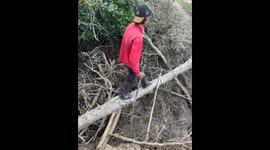 Man falls while crossing tree trunk in Langadai, Indonesia