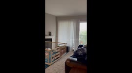 Owl lands on balcony and stares back at homeowner in Lakewood, Colorado