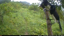 Cyanocorax affinis feeding another one one in the wild
