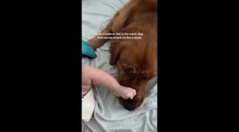 Golden retriever tolerates toddler’s kicks in viral TikTok clip