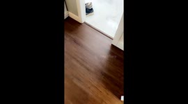 Raccoon's cozy sink takeover in Mount Vernon, Arkansas, USA