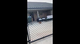 Dachshund dashes out of house and leaps into pool in Kansas, USA