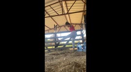 Barn security, rooster on duty in Wilmer, Texas, USA