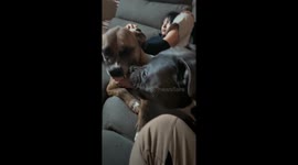 Brotherly love between two dogs in Las Vegas, Nevada, USA