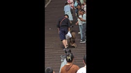 Monkey mugs tourist attempting to rip open his bags to steal food