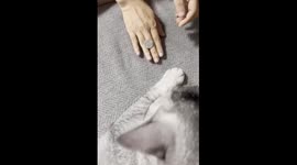 Cat Imitates Coin Tricks with Owner