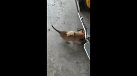 Hamster Takes a Tumble During Cat-Dog Scuffle
