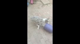 Border Collie Spins with Bucket