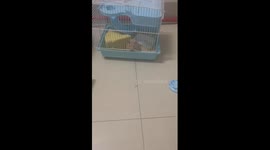 Hamster Gnaws at Cage Bars