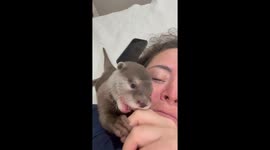 Cute Baby Otter Sounds
