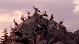 Türkiye: Migrating storks rest in western Türkiye on journey back from Africa