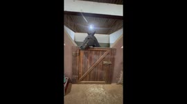 Cute Horse Has a Big Ego! Hilarious Reaction Caught on Tape