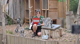 UK: London Zoo animals get annual health checks