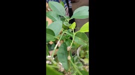 Caterpillar Camouflaged in a Plant