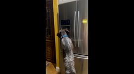 Dog Gets His Own Ice From the Fridge