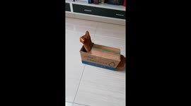 Playful cats take turns exploring a box in Beijing, China