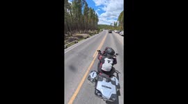 Buffalo crosses road near motorcyclists in Yellowstone National Park, Wyoming, USA